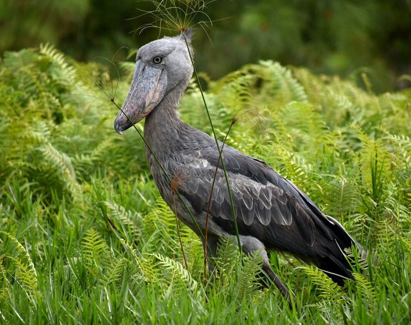 1-day-shoebill-birding-in-mabamba-swamp