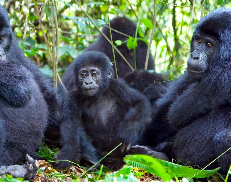 1-day-gorilla-tracking-rwanda