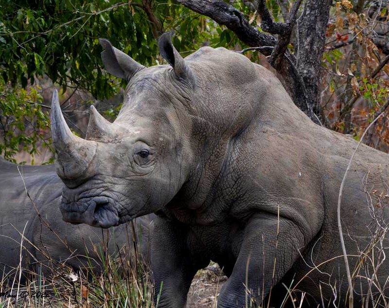 1-day-ziwa-rhino-sanctuary-in-uganda