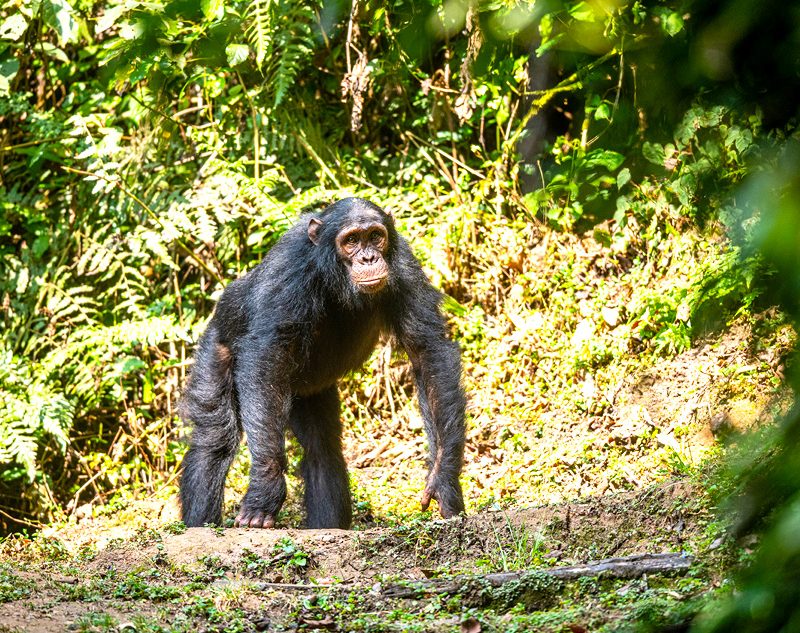 2-days-chimpanzee-tracking-in-nyungwe-national-park-rwanda