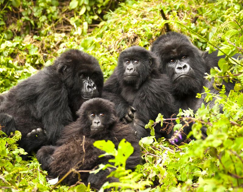 2-days-gorilla-trekking-safari-in-rwanda