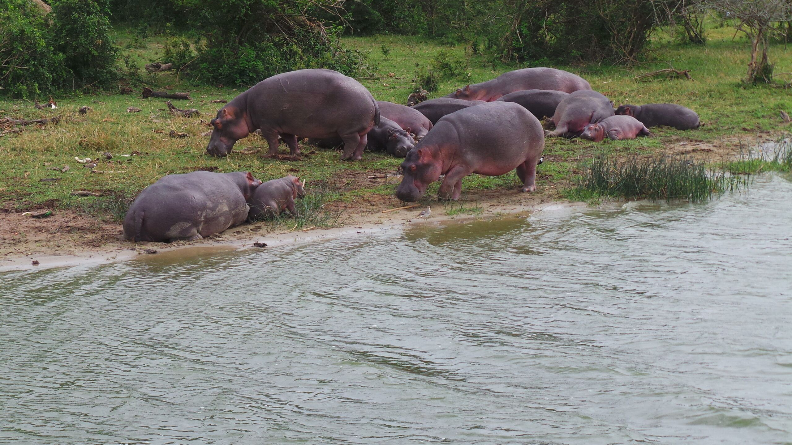 7 Days Uganda Gorilla Trekking