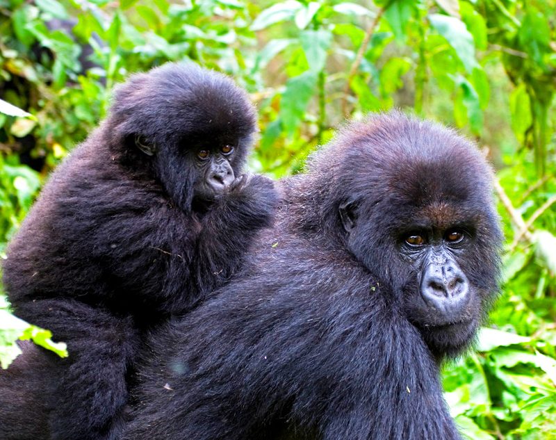 3-days-gorilla-trekking-in-rwanda