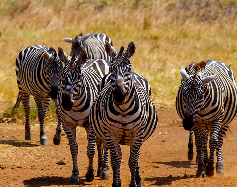 3-days-lake-mburo-wildlife-safari