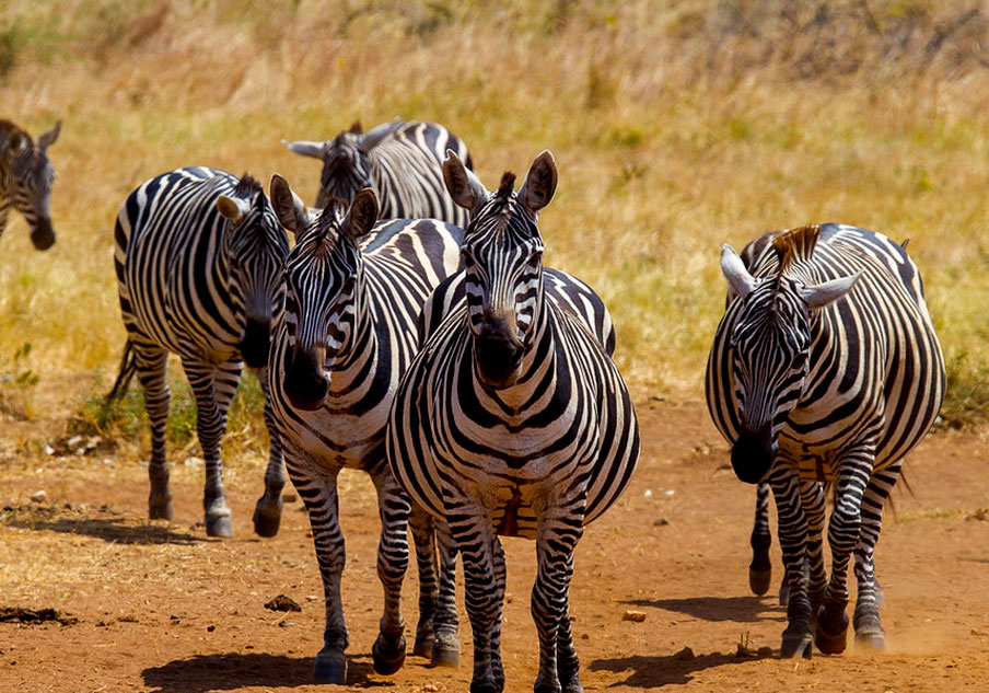 Nature Walking Safaris at Lake Mburo National Park- A Journey Through the Wild