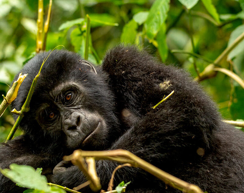 4-days-uganda-gorilla-trekking-safari-trip