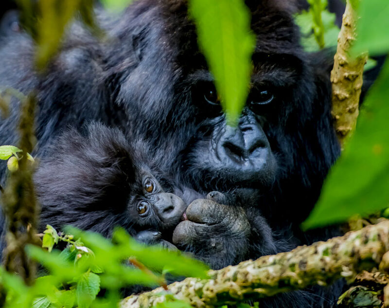 How Gorilla Trekking is Done at Bwindi Impenetrable Forest