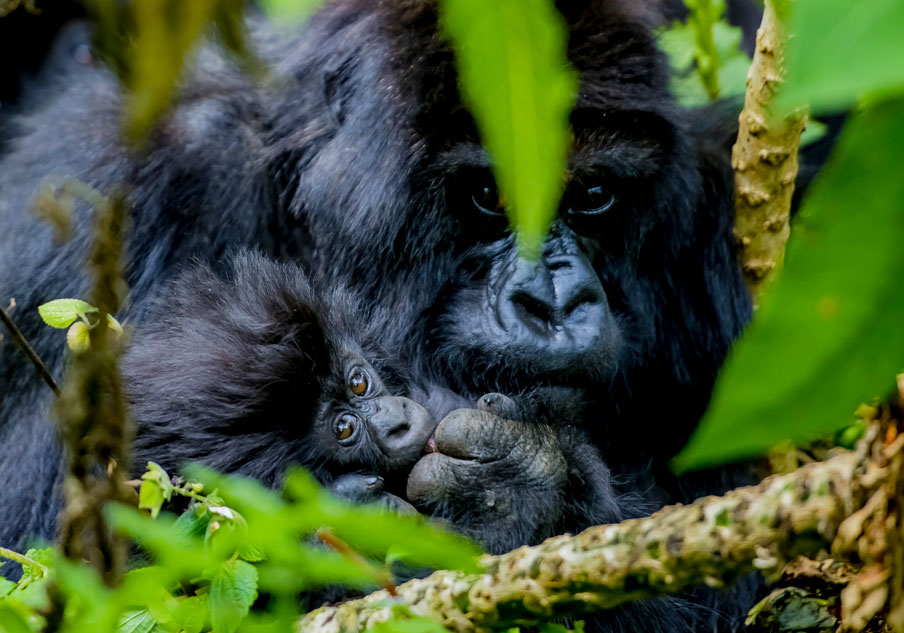 How Gorilla Trekking is Done at Bwindi Impenetrable Forest