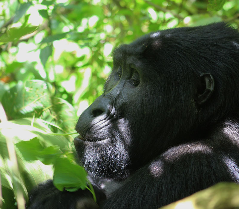 5 Days Lake Bunyonyi Safari