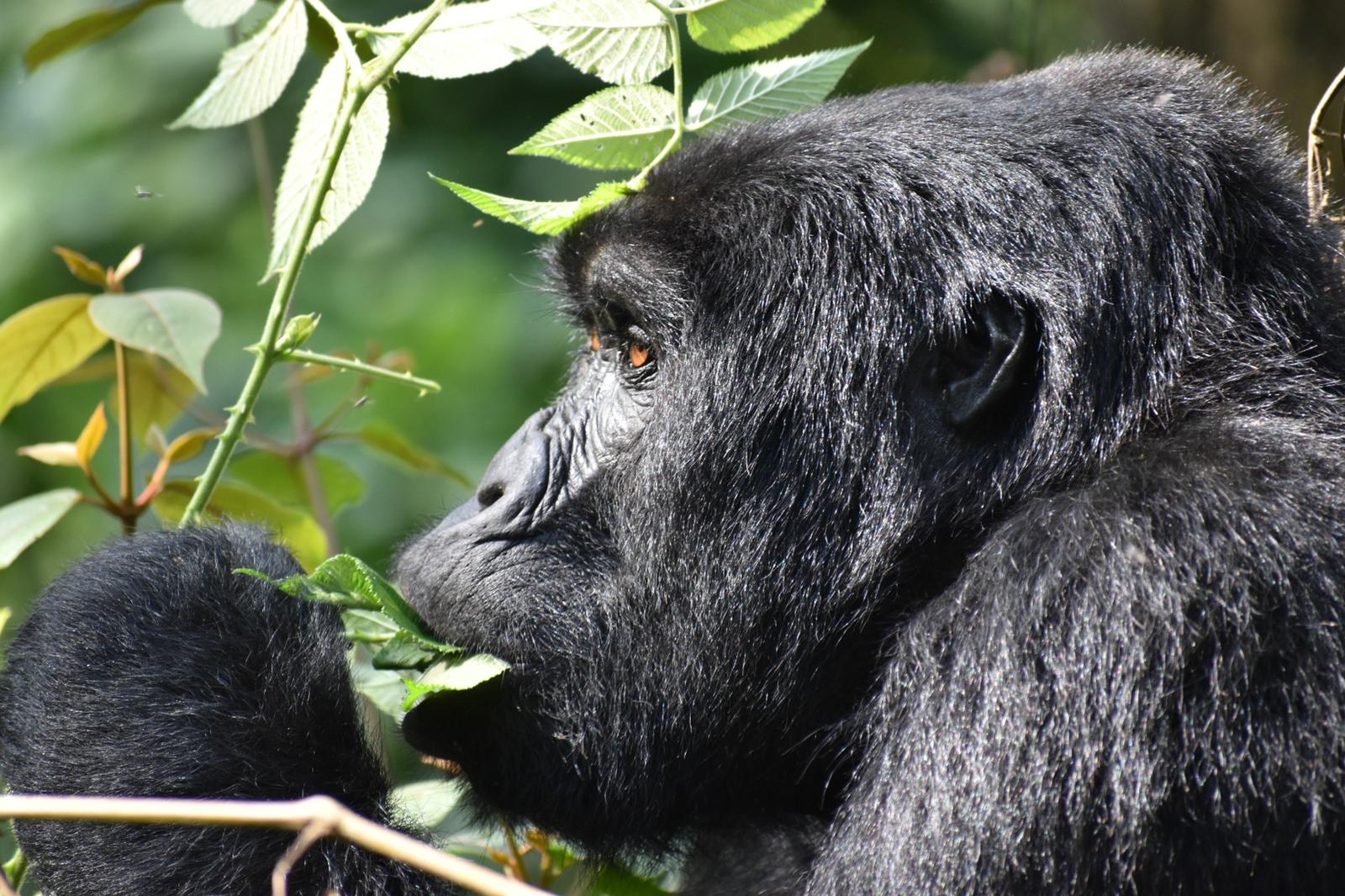 3 Days Gorilla Safaris in Uganda Trip