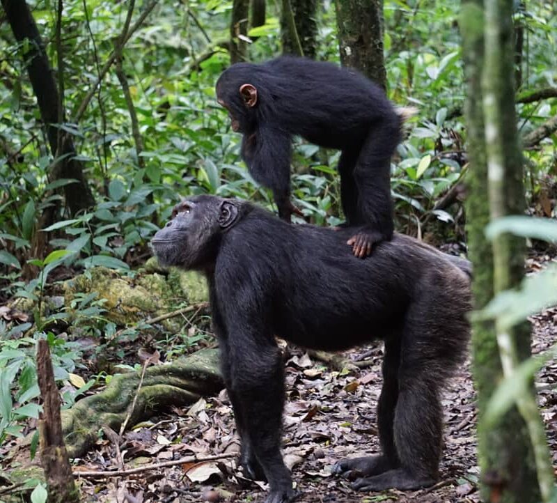 2 Days Chimpanzee Tracking in Nyungwe National Park Rwanda