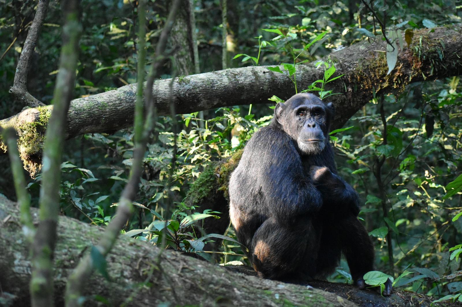 3 Days Chimpanzee trekking