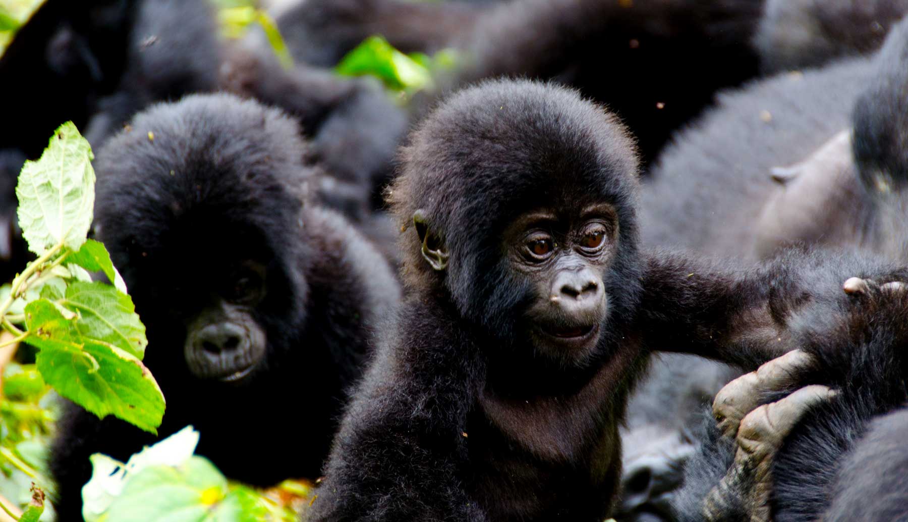 4 Days Rwanda Gorilla Trekking Safari Trip