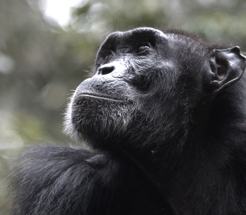 6 Days Rwanda Chimpanzee Safari