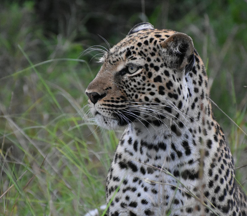 11 Days Luxury Tanzania Safari