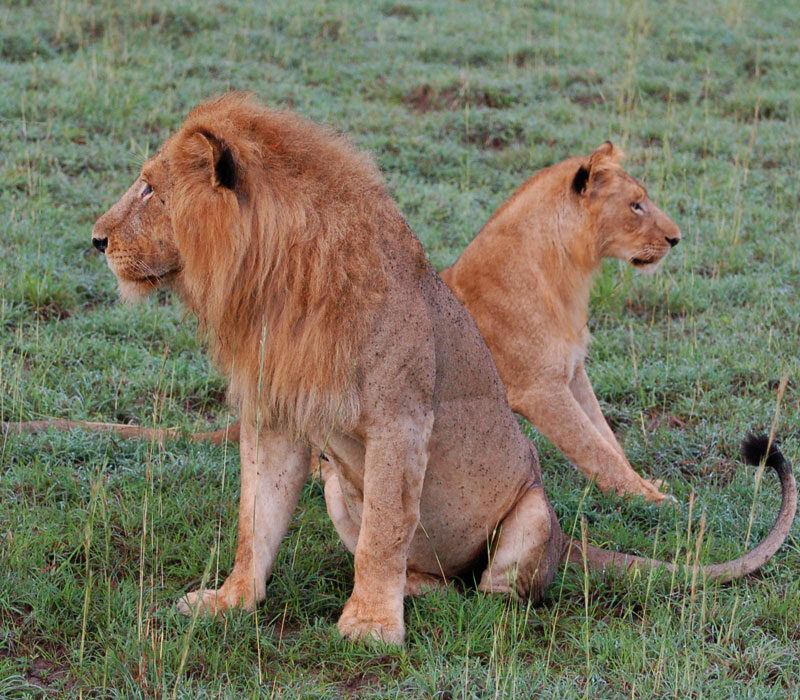 14 Days Wildlife safari in Uganda