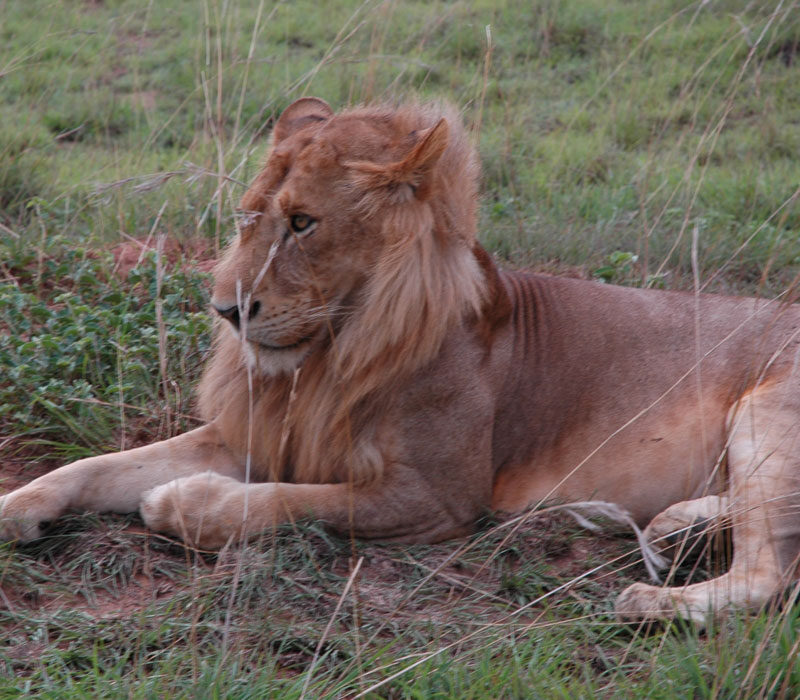 2 days Uganda wildlife flying safari