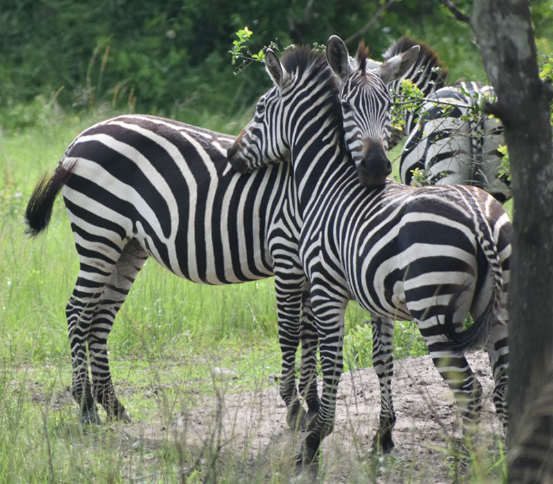 4 Days Uganda Fly in Safaris