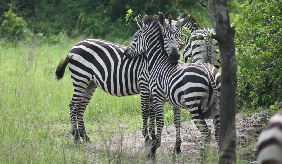 4 Days Uganda Fly in Safaris