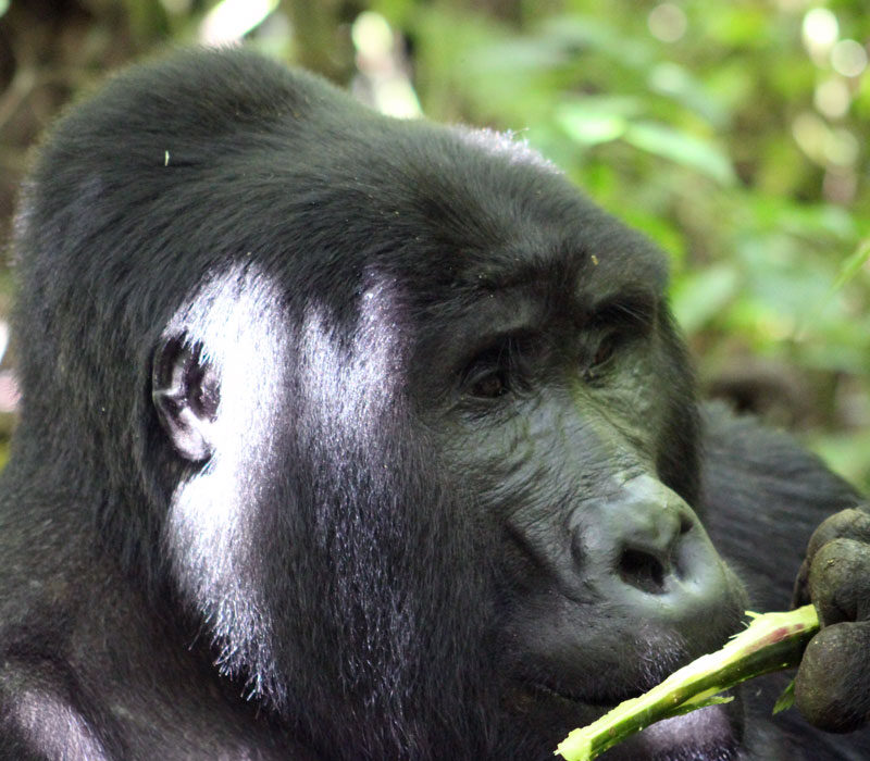 1 Day Gorilla Tracking Rwanda