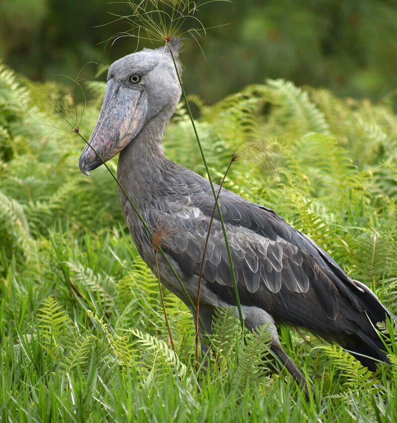 1 Day Shoebill birding in Mabamba Swamp