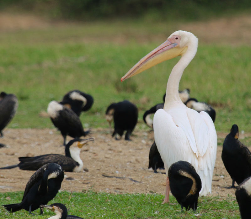 14 Days Birding Tour Uganda