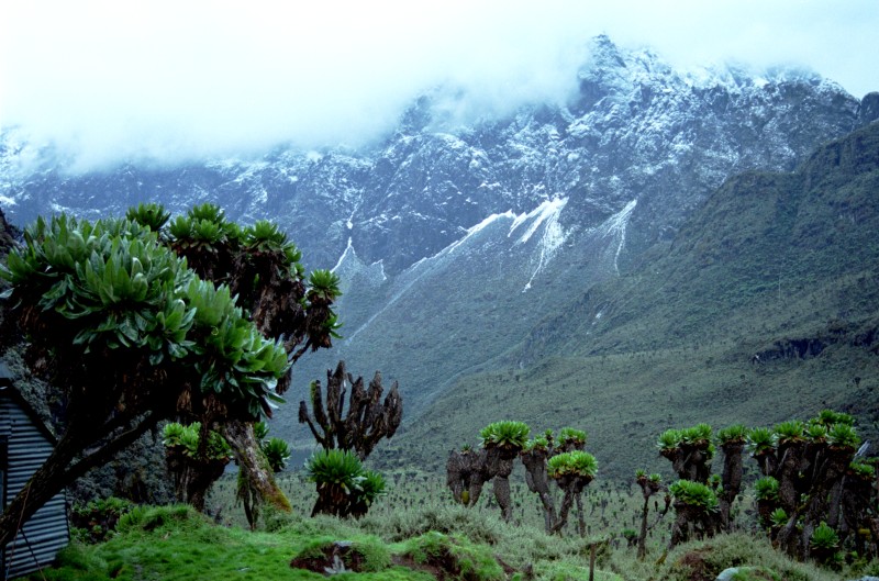 10 Days Rwenzori Mountain Climbing