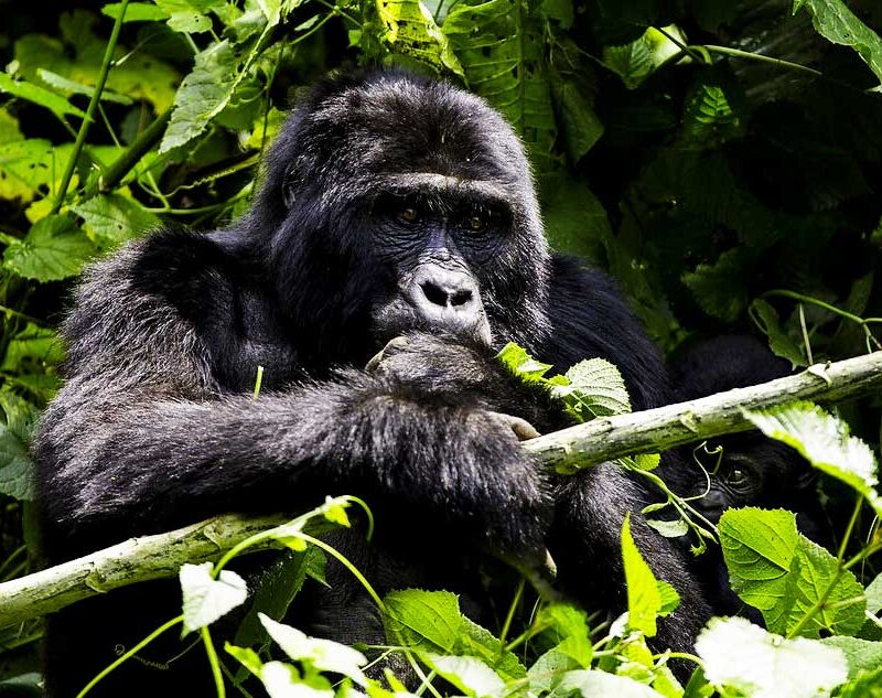 10-days-uganda-gorilla-trek-africa-from-rwanda