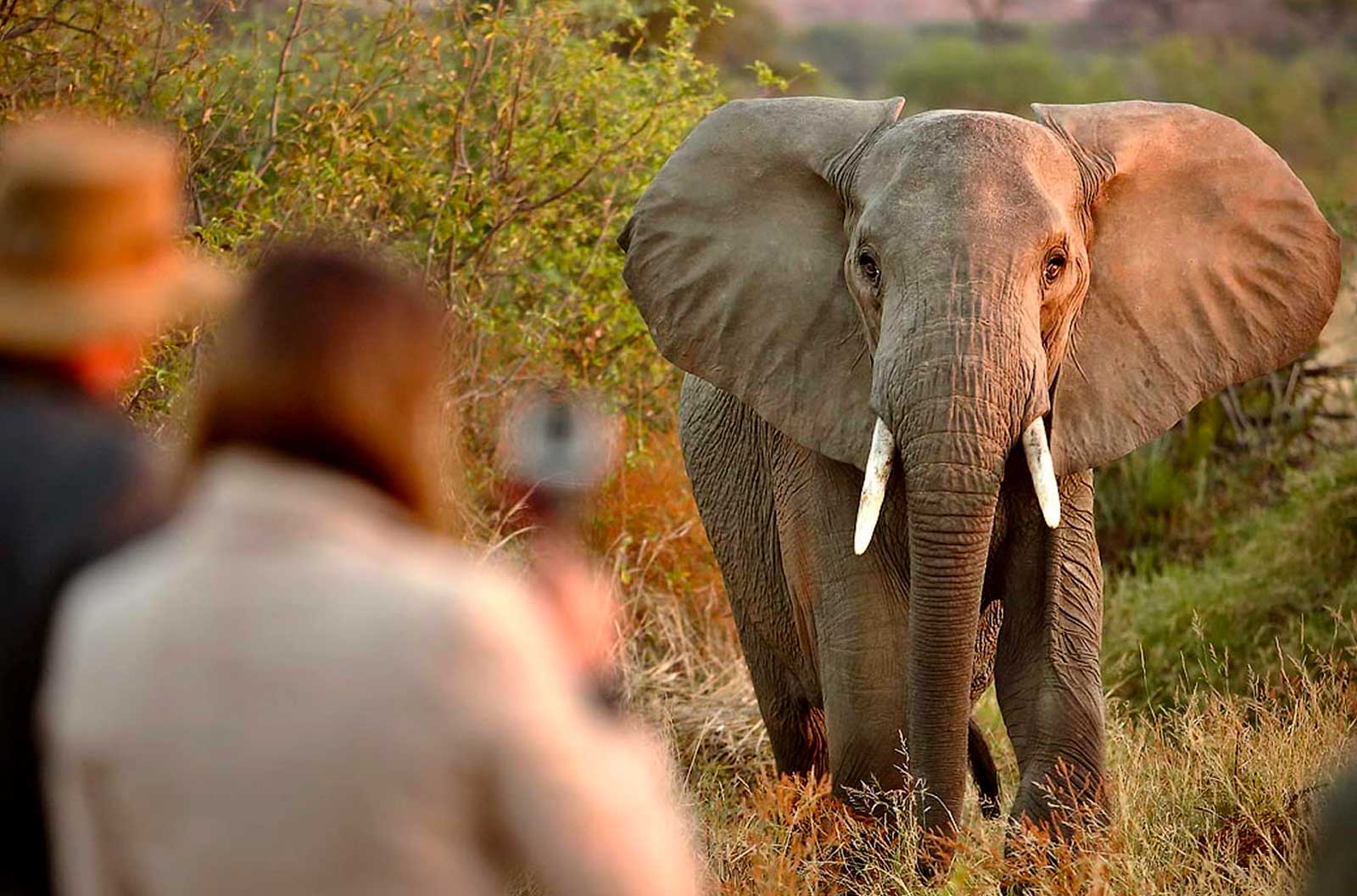 elephants-in-africa