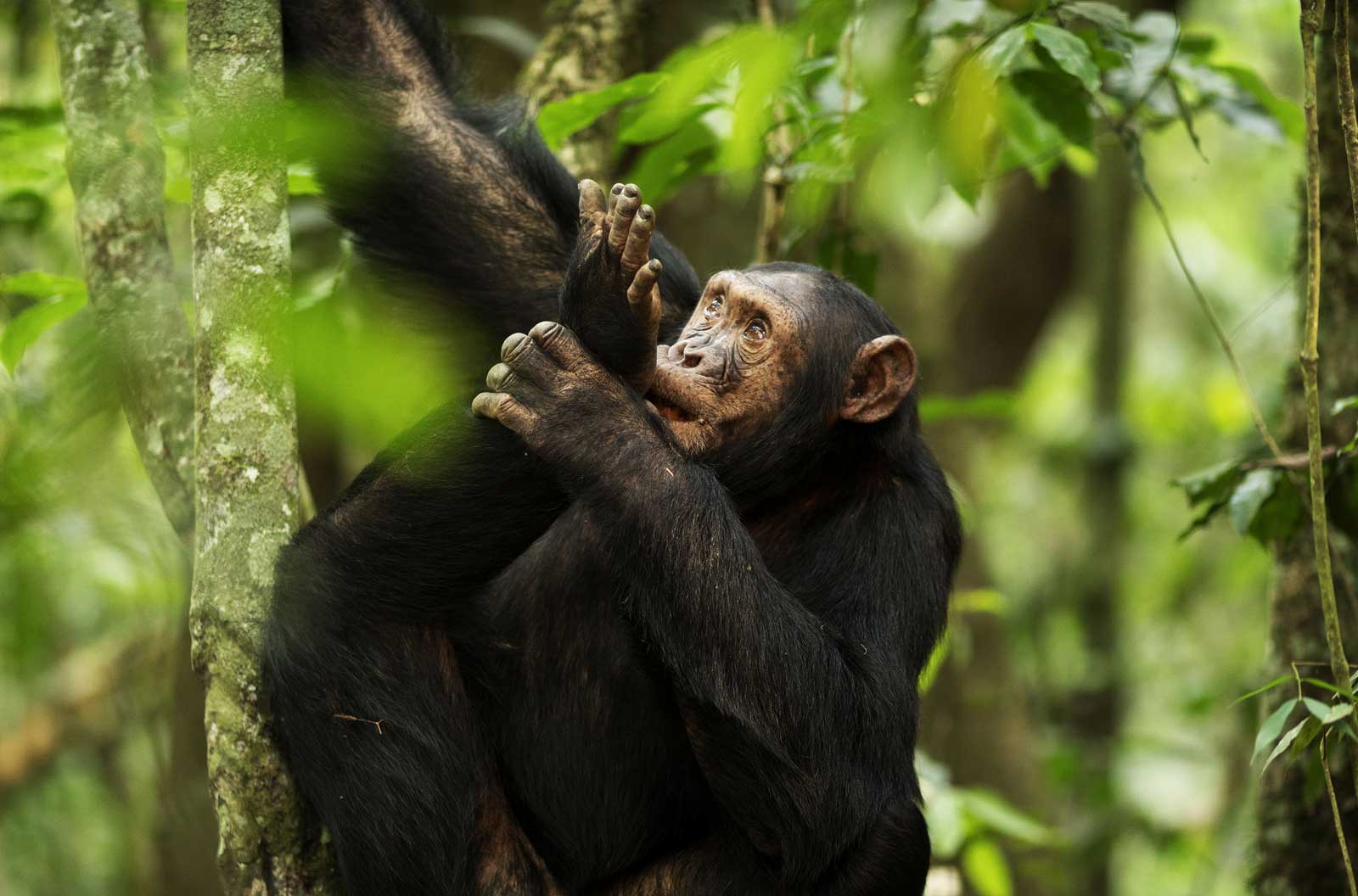 chimpanzee-tracking-experience