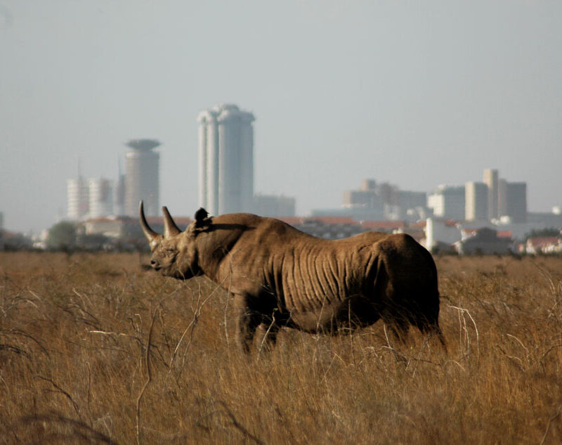 3-days-nairobi-national-park-safari