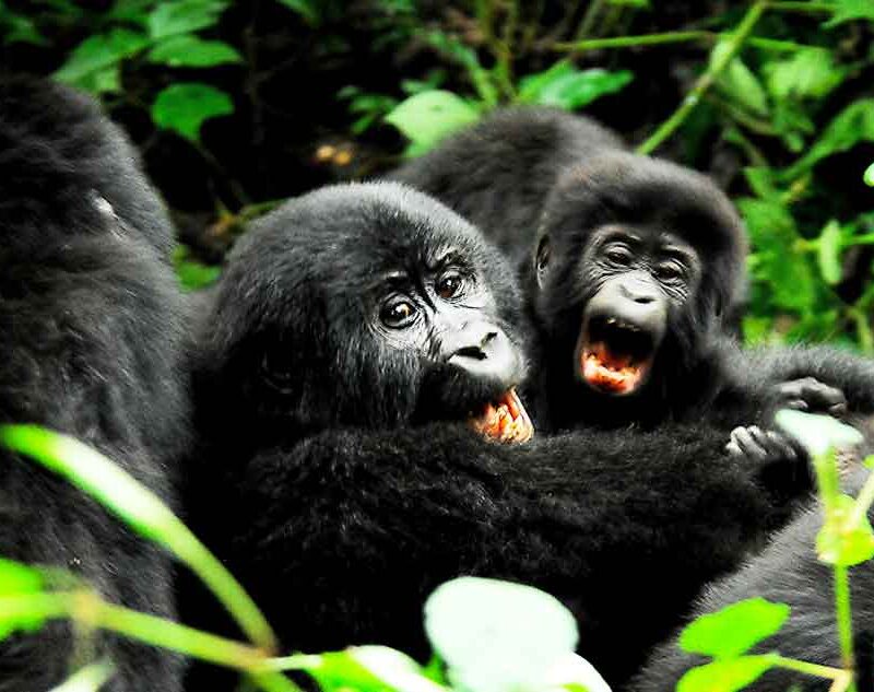 Mountain Gorilla Habituation Experience safari