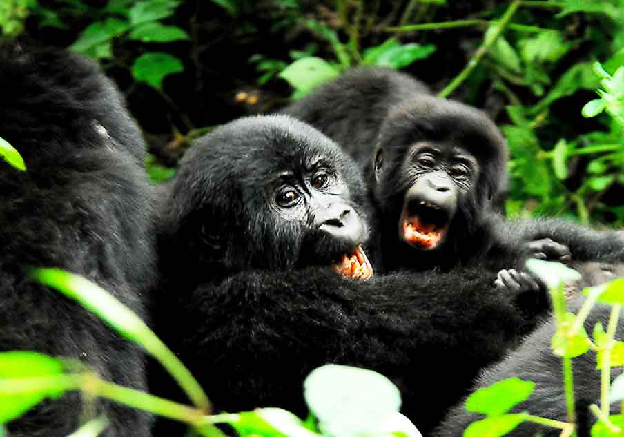 Mountain Gorilla Habituation Experience safari