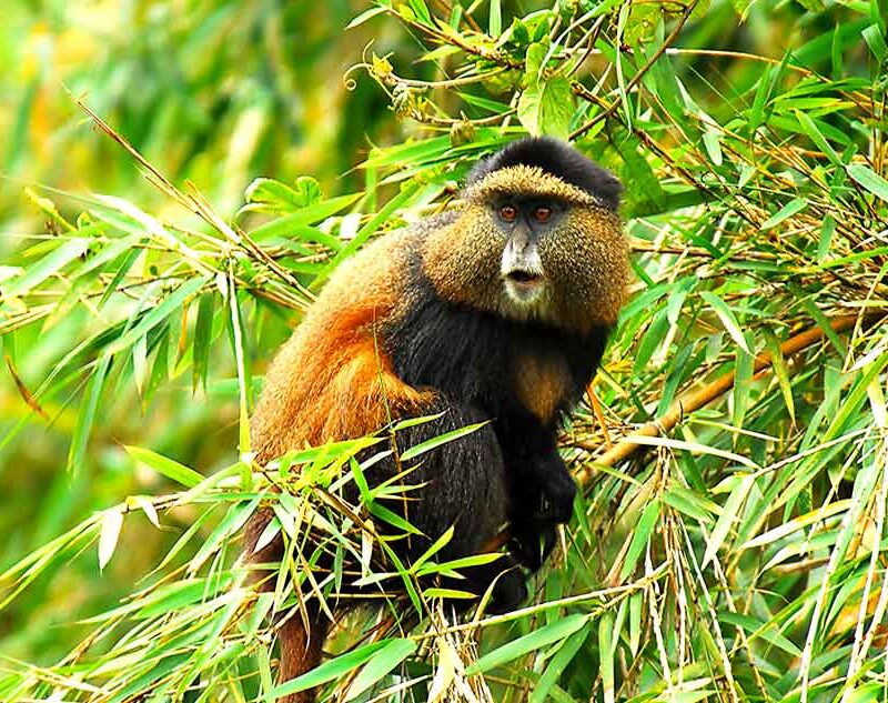 4-days-rwanda-gorilla-and-golden-monkey-tracking-tour