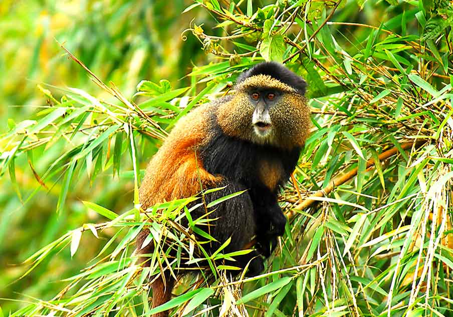 Explore Rwanda’s Unforgettable Wildlife Safaris