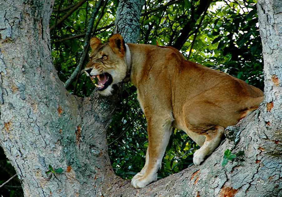 6-days-murchison-and-queen-elizabeth-flying-safari