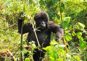 6-days-rwanda-gorilla-and-wildlife-safari