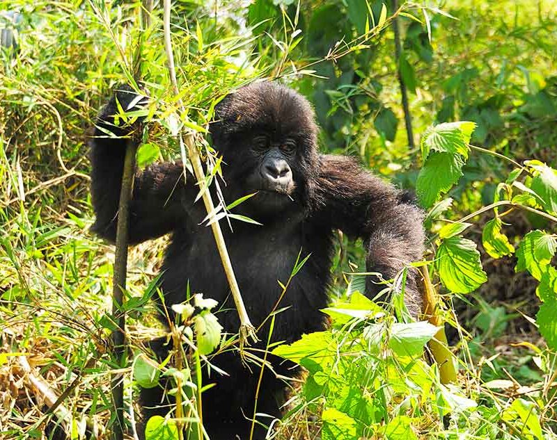 6-days-rwanda-gorilla-and-wildlife-safari