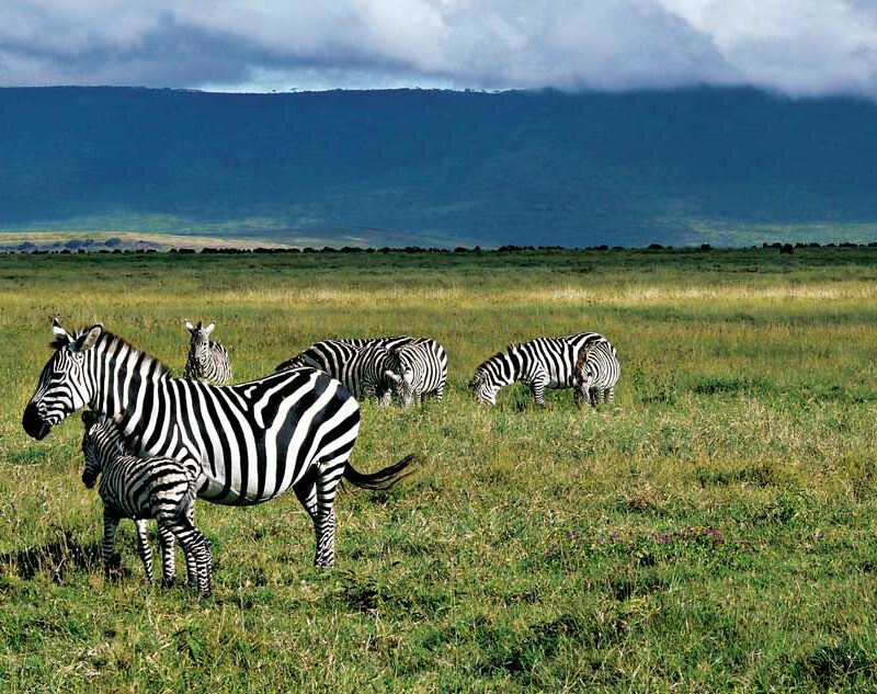 4-days-ngorongoro-crater-safari