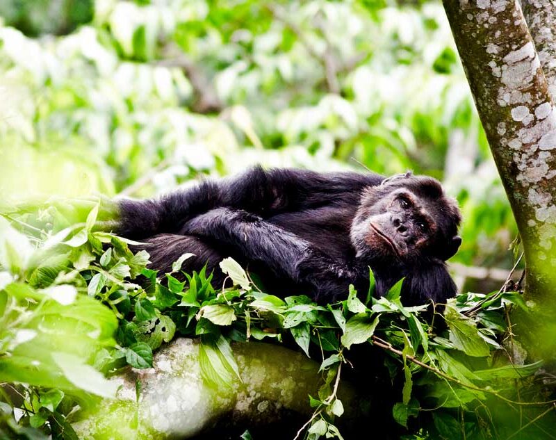 4 Days Gorilla and Chimpanzee Trekking Uganda