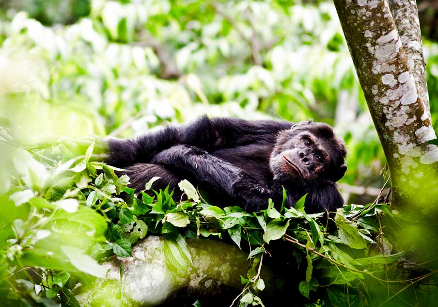 4 Days Gorilla and Chimpanzee Trekking Uganda