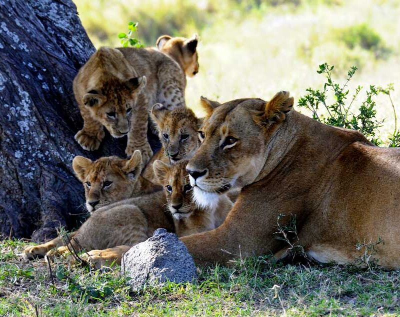 4-days-serengeti-national-park-safari