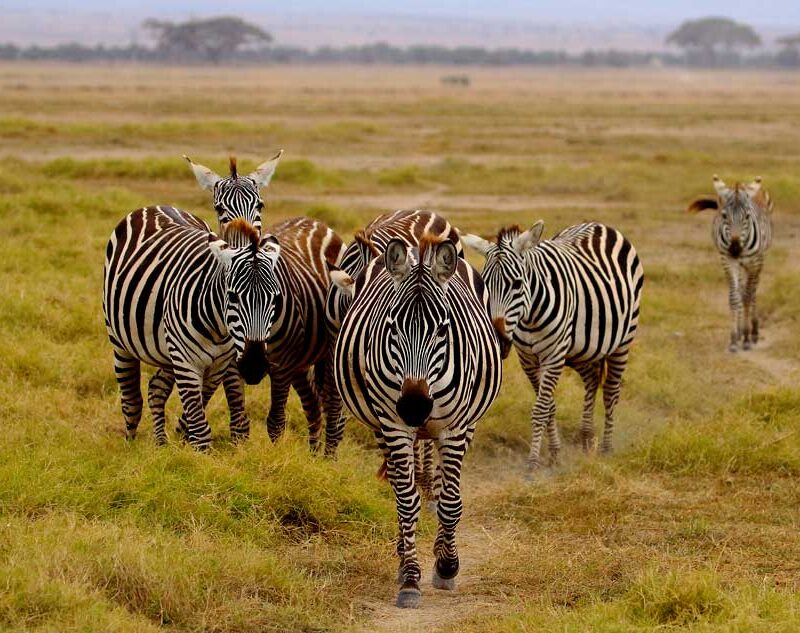 6-days-masai-mara-and-amboseli-flying-safari