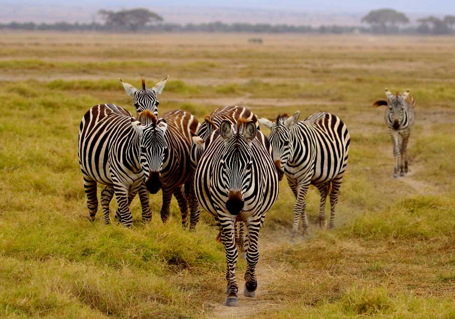 6-days-masai-mara-and-amboseli-flying-safari