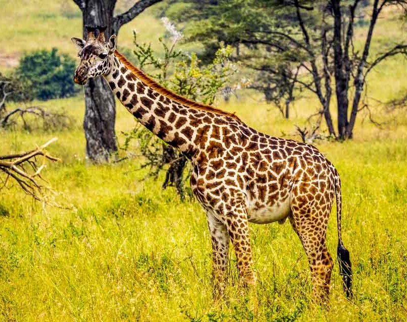 7-days-kenya-wilderness-escape-lake-nakuru-masai-mara-and-amboseli