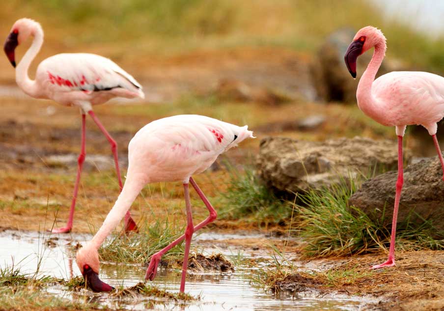 8-days-lake-nakuru-masai-mara-and-amboseli-flying-safari