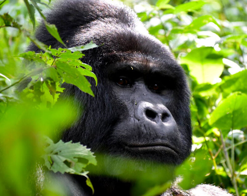 4 Days Gorilla Habituation Experience