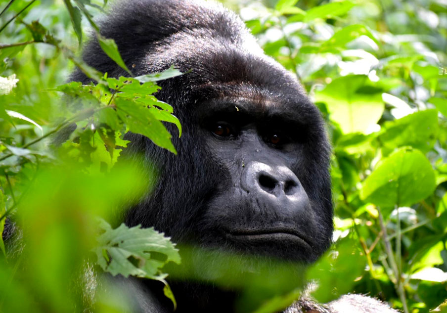 4 Days Gorilla Habituation Experience