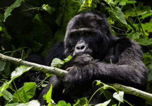 3-days-gorilla-trekking-uganda-via-kigali