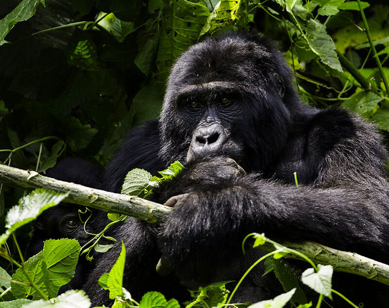 3-days-gorilla-trekking-uganda-via-kigali